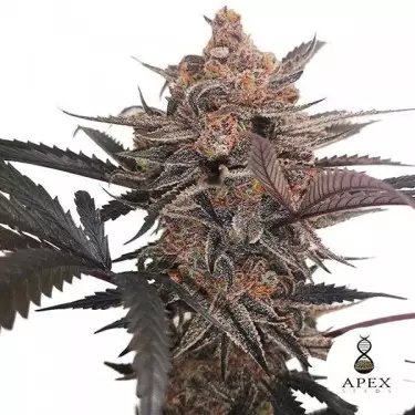 X-Med CBD Plus Apex Seeds Medizinisches Cannabis - Günstig Anbauen