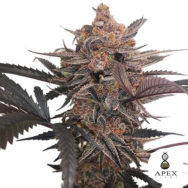 View X-Med CBD Plus Apex Seeds Medizinisches Cannabis - Günstig Anbauen