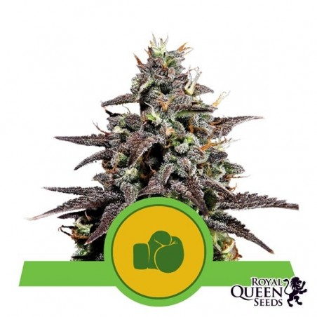 Purple Punch Automatic von Royal Queen Seeds kaufen - DE