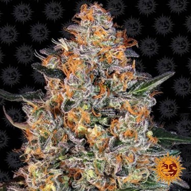 View Bubba Kush Brney's Farm