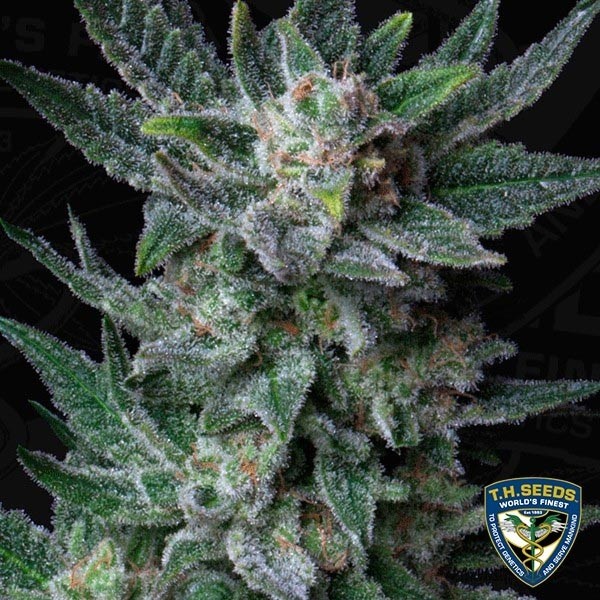 View Auto Bubblegum von T.H. Seeds - Günstig Wachsen
