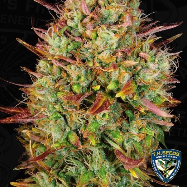 View Auto MK Ultra Samen von T.H. Seeds - Günstig Anbauen