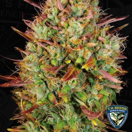 Auto MK Ultra Samen von T.H. Seeds - Günstig Anbauen