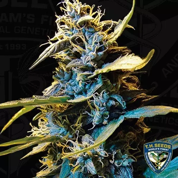 Sicht Auto Northern Hog feminisiert T.H. Seeds - Günstig Grow