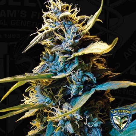 Auto Northern Hog feminisiert T.H. Seeds - Günstig Grow
