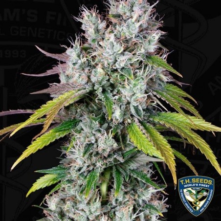 Underdawg feminisierte Samen von T.H. Seeds - Grow Cheap