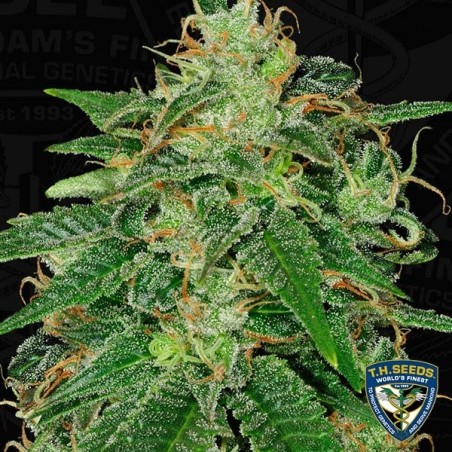 S.A.G.E. Feminized von T.H. Seeds - Grow Billig