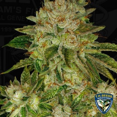 MK Ultra feminisierte Samen von T.H. Seeds - GB The Green Brand