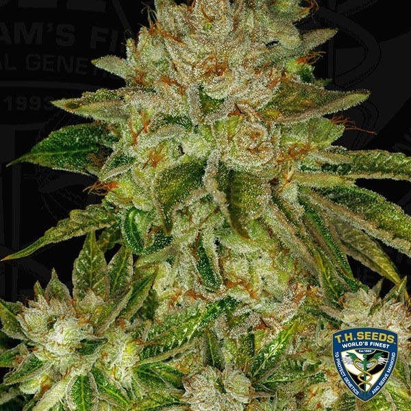 View MK Ultra feminisierte Samen von T.H. Seeds - GB The Green Brand