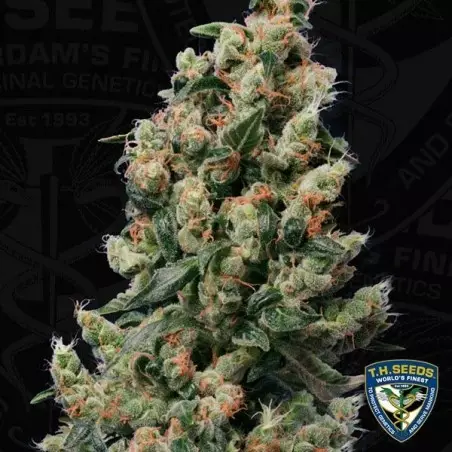 Kushage
