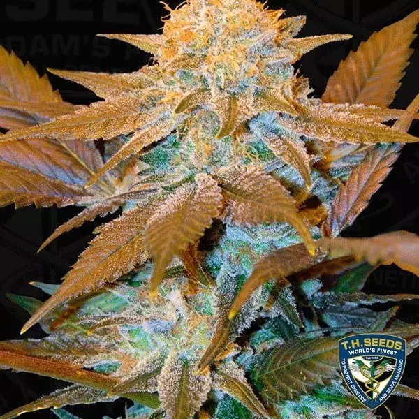 Sicht Critical Hog Feminisiert von T.H. Seeds - Günstig Anbauen