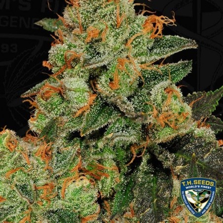 Bubblegum Feminisierte Samen von T.H. Seeds - Günstig Anbauen