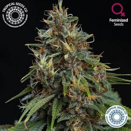 Bisho Purple von Tropical Seeds Co feminisiert - Günstig anbauen