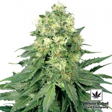 View White Widow regular