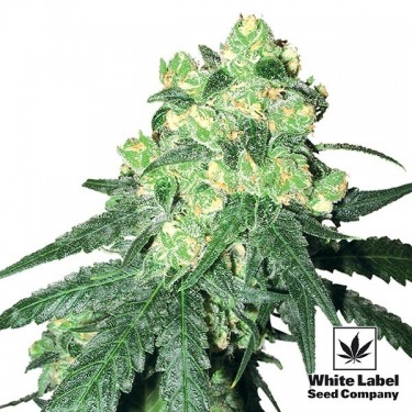 White Label Rhino regular White Label - Günstig Anbauen
