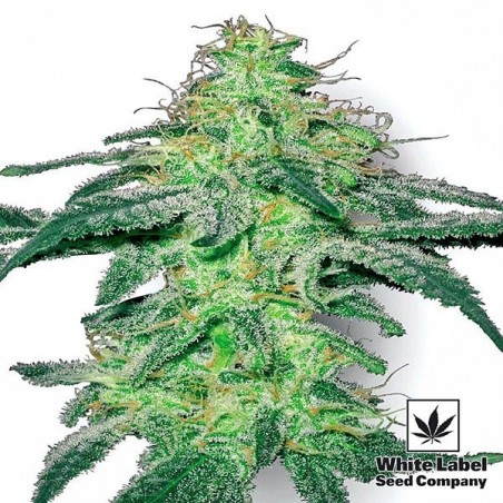 White Skunk White Label Regular Samen - Günstig Anbauen