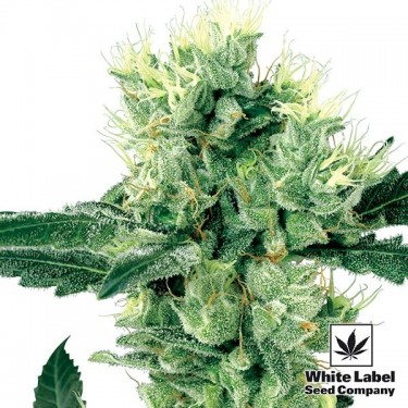 View White Haze Regular von White Label Seeds - Günstig Anbauen