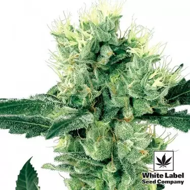 White Haze Regular von White Label Seeds - Günstig Anbauen