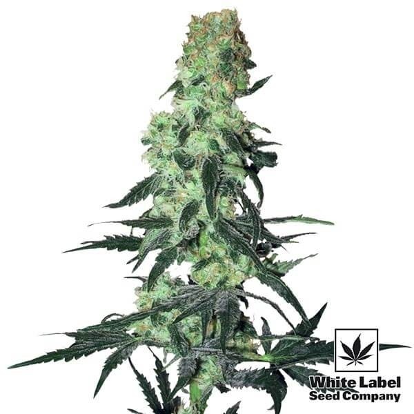 Amnesia White Regular von White Label - Günstig Wachsen