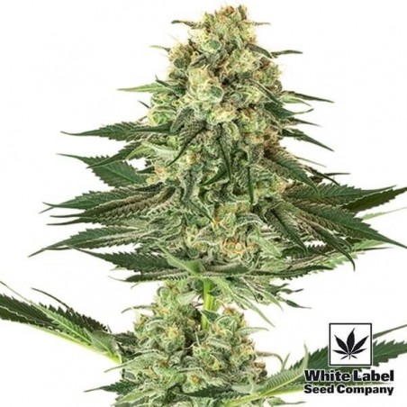 Banana Kush