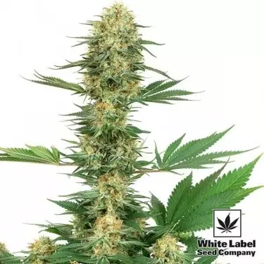 Gelato 420 von White Label lecker und potent - Günstig anbauen