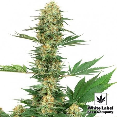 Gelato 420 von White Label lecker und potent - Günstig anbauen