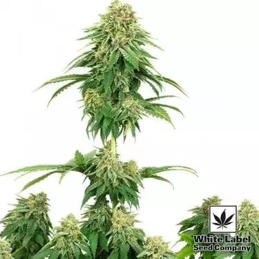 Girl Scout Cookies von White Label Seeds - Günstig anbauen