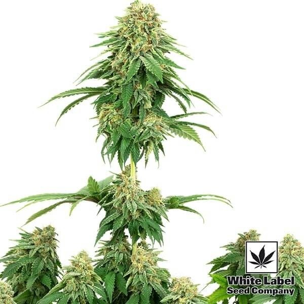 View Girl Scout Cookies von White Label Seeds - Günstig anbauen