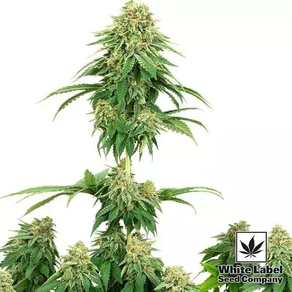 Sicht Girl Scout Cookies von White Label Seeds - Günstig anbauen