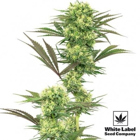 White Label Guave-Gelee mit aktiver Wirkung - Günstig wachsen