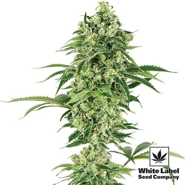 View Nicole Hindu Kush