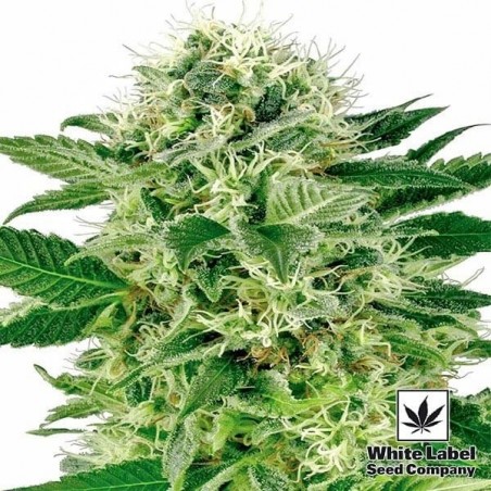 Northern Lights