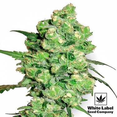 Super Skunk