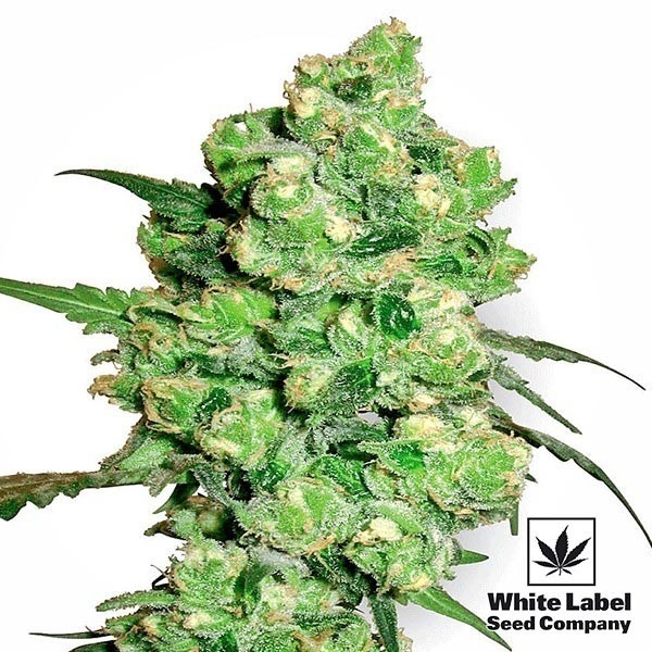 View Super Skunk