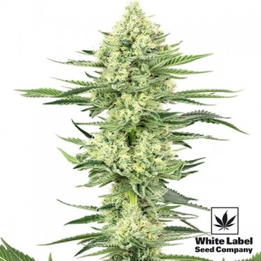White Gorilla Haze von White Label sehr stark - Günstig anbauen