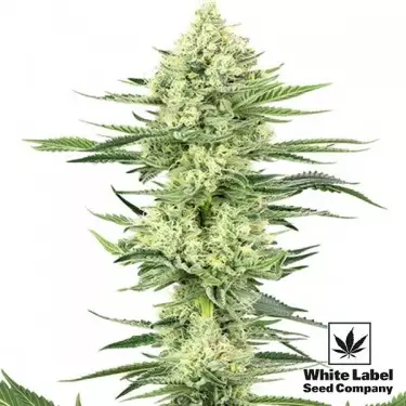 White Gorilla Haze von White Label sehr stark - Günstig anbauen