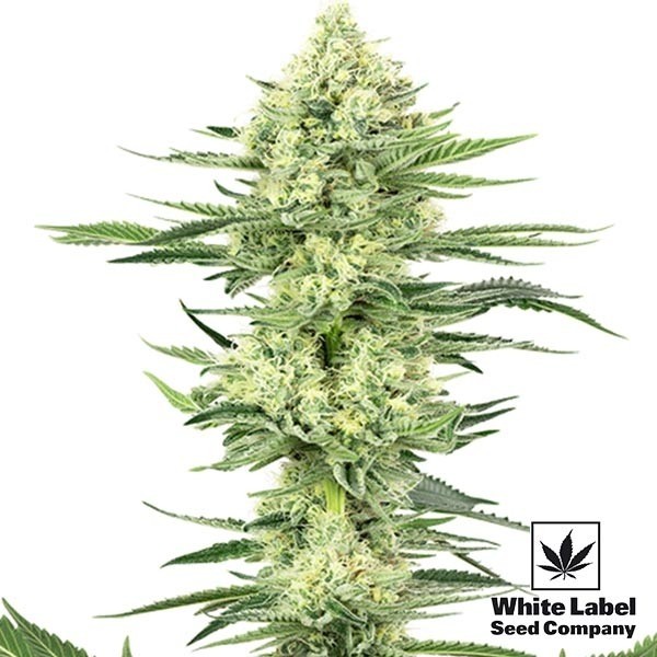 View White Gorilla Haze von White Label sehr stark - Günstig anbauen