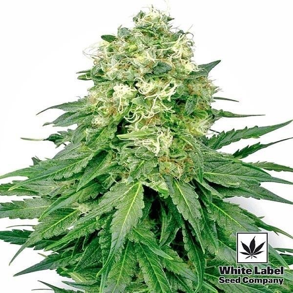 View White Widow