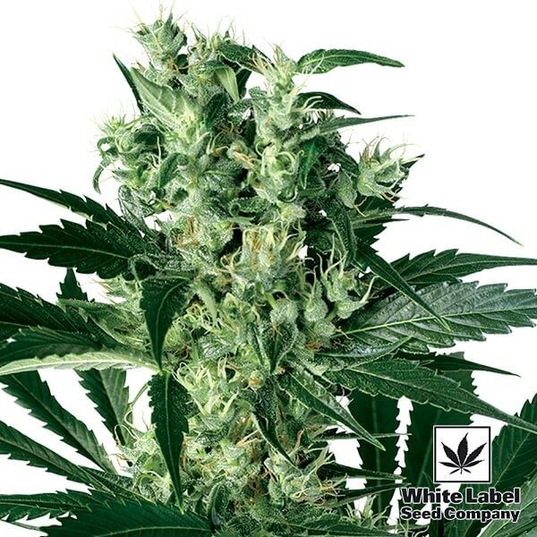 View X Haze von White Label 100% feminisiert - Günstig anbauen
