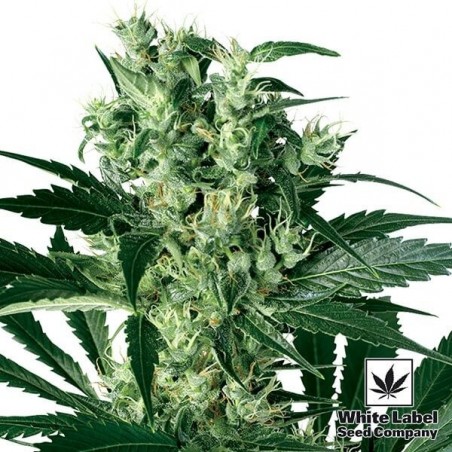 X Haze von White Label 100% feminisiert - Günstig anbauen