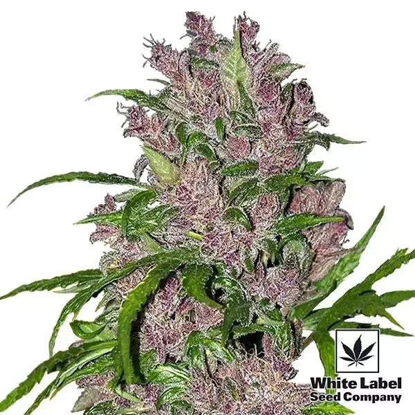 Sicht Purple Bud Automatic von White Label Seeds - Günstig Anbauen