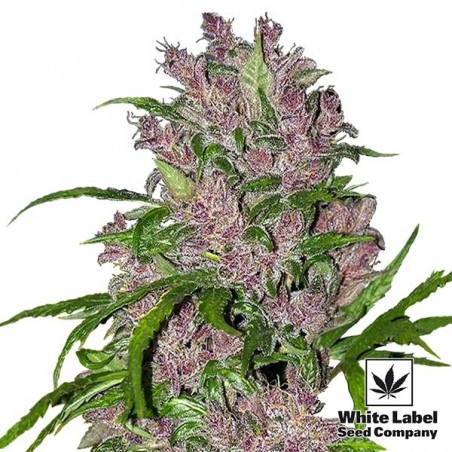 Purple Bud Automatic von White Label Seeds - Günstig Anbauen