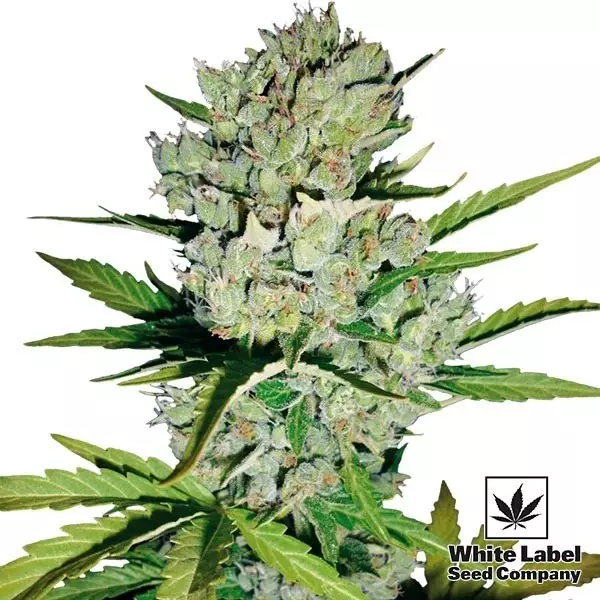 Sicht Skunk#1 Auto von White Label Seed Company - Günstig Anbauen
