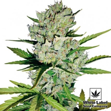 Skunk#1 Auto von White Label Seed Company - Günstig Anbauen