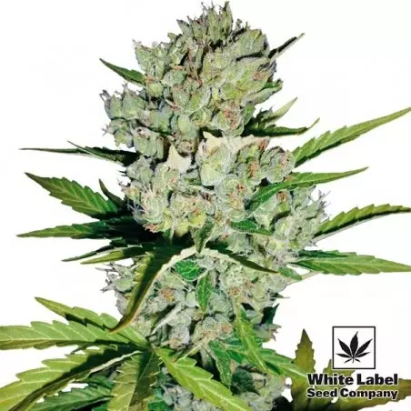 Skunk#1 Auto von White Label Seed Company - Günstig Anbauen