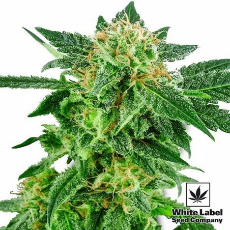 Snow Ryder von White Label Seed Company - Günstig anbauen