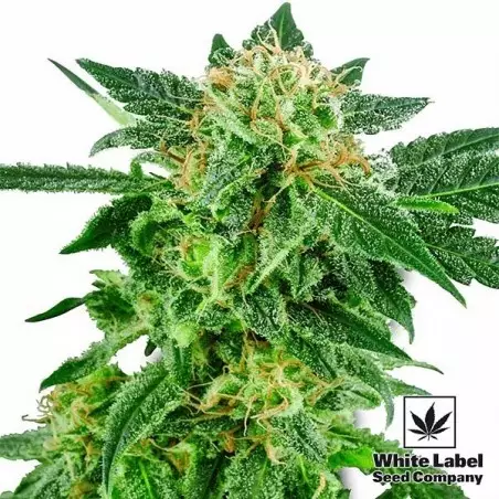 Snow Ryder von White Label Seed Company - Günstig anbauen