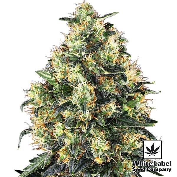 View Super Skunk Automatic