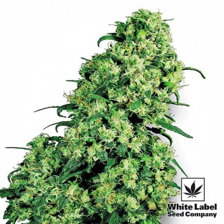 Skunk 1 von White Label feminisierte Samen - GB The Green Brand
