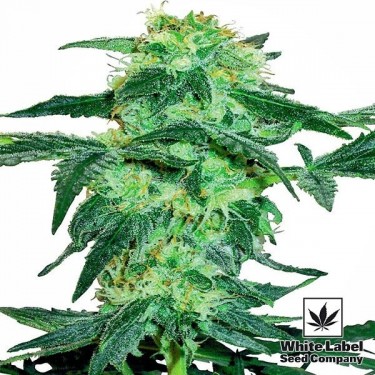 View White Ice von White Label feminisiert - Grow Billig